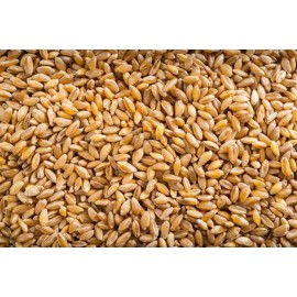 Durum Wheat - High-Quality & Nutritious